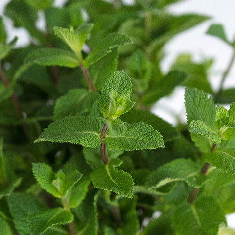 Fresh Cut Mint Herb For Flower Arranging Close Up - Image