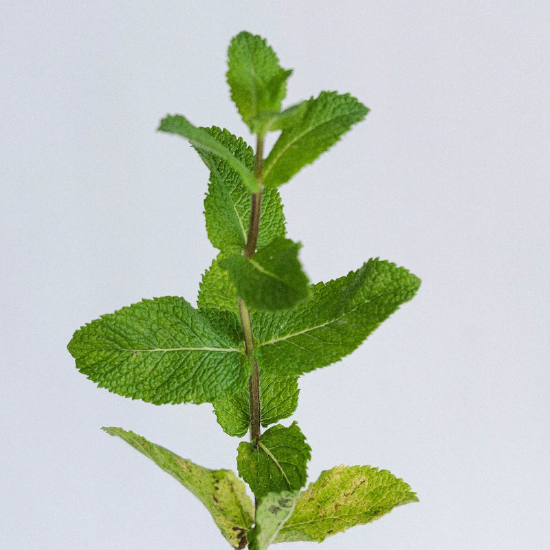 Fresh Cut Mint Herb For Flower Arranging Stem - Image