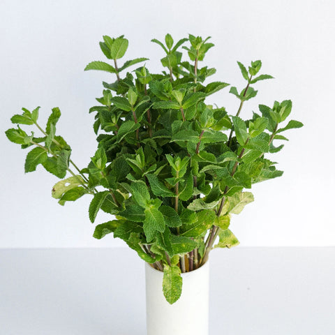 Fresh Cut Mint Herb For Flower Arranging Vase - Image