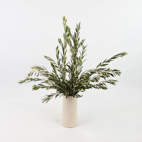 Fresh Cut Olive Greenery Stem - Image