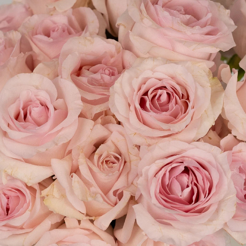 Fresh Cut Rose Sweet Pink Close Up - Image
