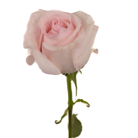 Fresh Cut Rose Sweet Pink Stem - Image