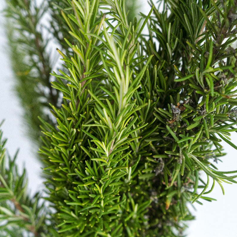 Fresh Cut Rosemary Herb Wholesale Close Up - Image