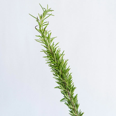 Fresh Cut Rosemary Herb Wholesale Stem - Image