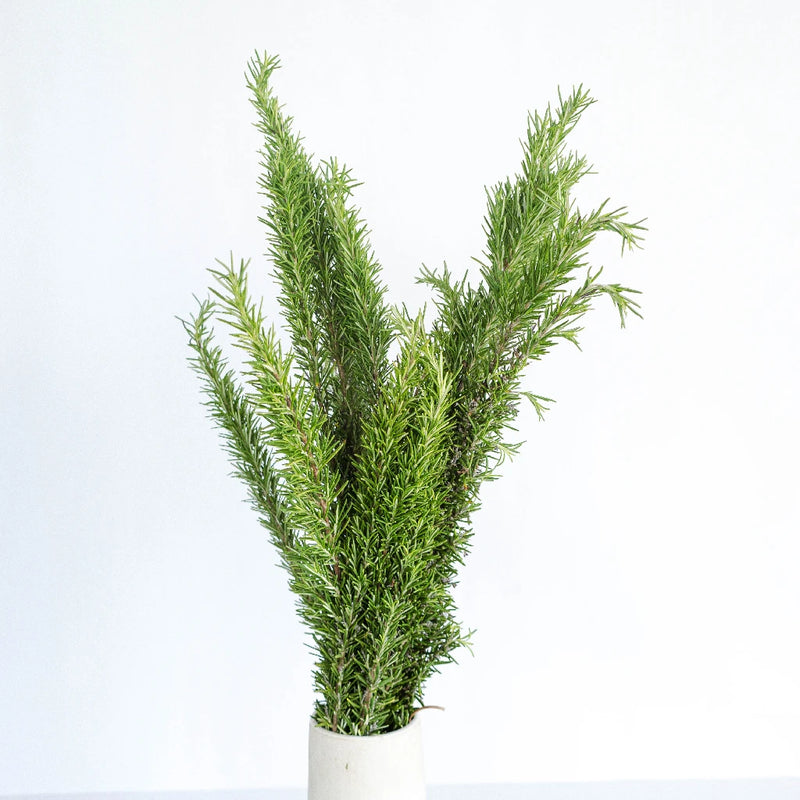 Fresh Cut Rosemary Herb Wholesale Vase - Image