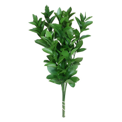 Fresh Greens Ruscus DIY Flower Kit Bunch