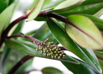 Hebe Greenery Up Close
