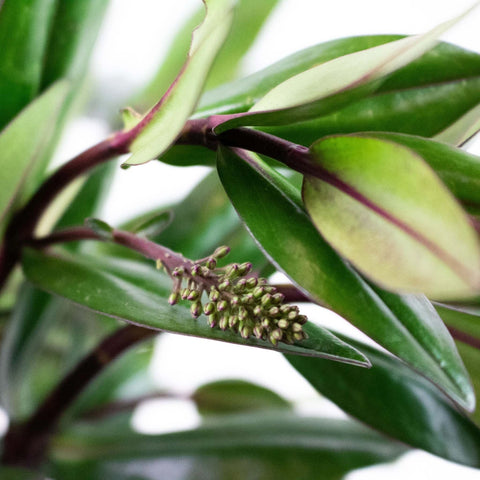 Hebe Greenery Up Close