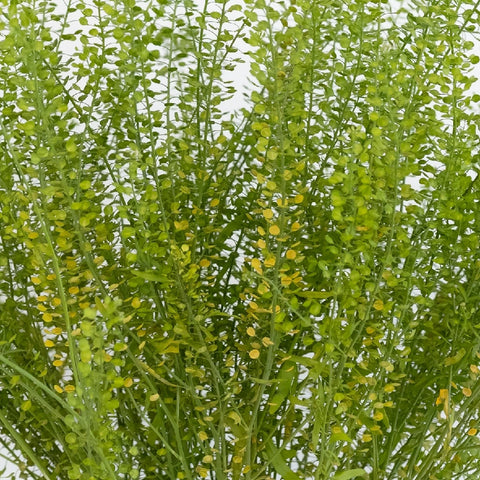 Fresh Pennycress Greenery Close Up - Image