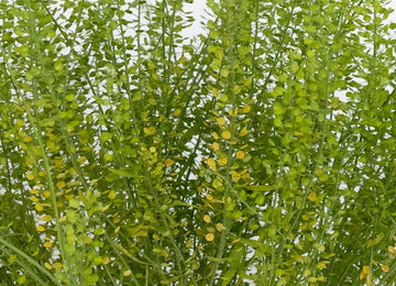 Fresh Pennycress Greenery Close Up - Image