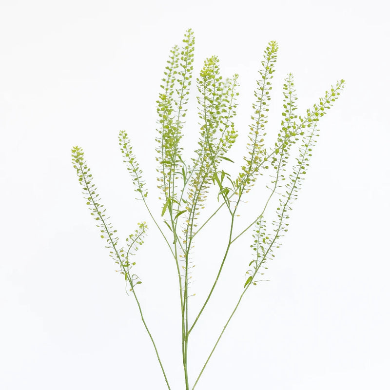 Fresh Pennycress Greenery Stem - Image