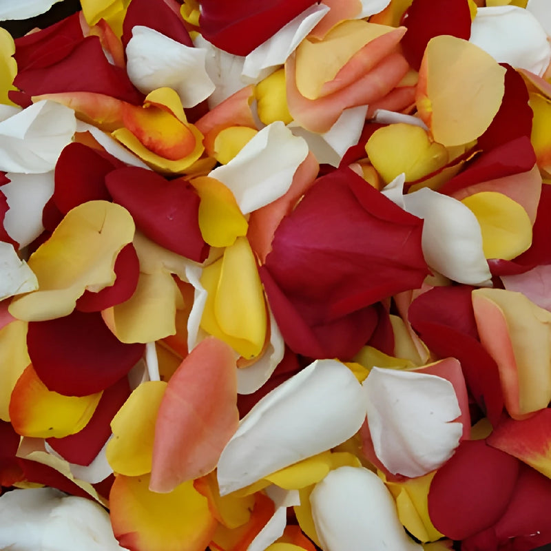Fresh Rose Petals Sunset Blend