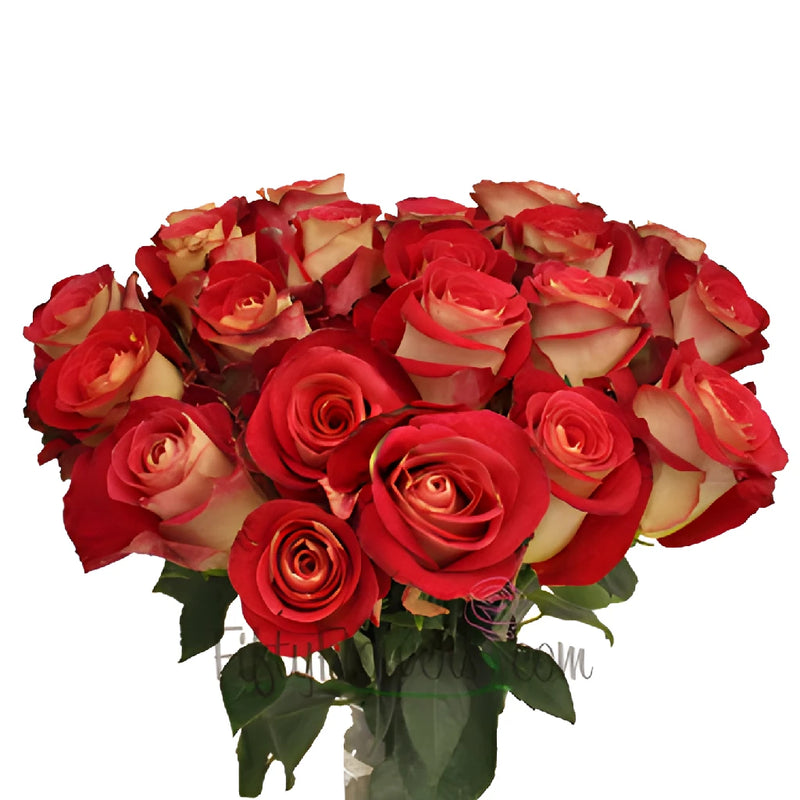 Yellow and Red Friendship Rose