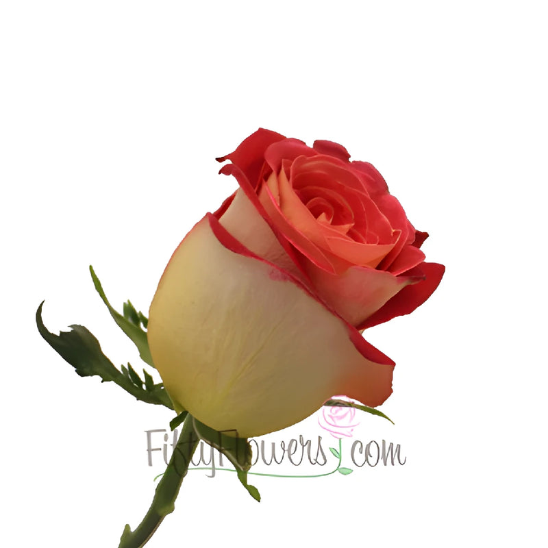 Yellow and Red Friendship Rose