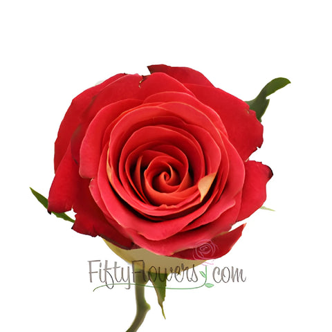 Yellow and Red Friendship Rose