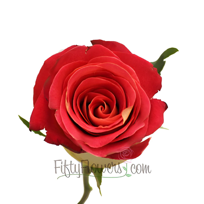 Yellow and Red Friendship Rose