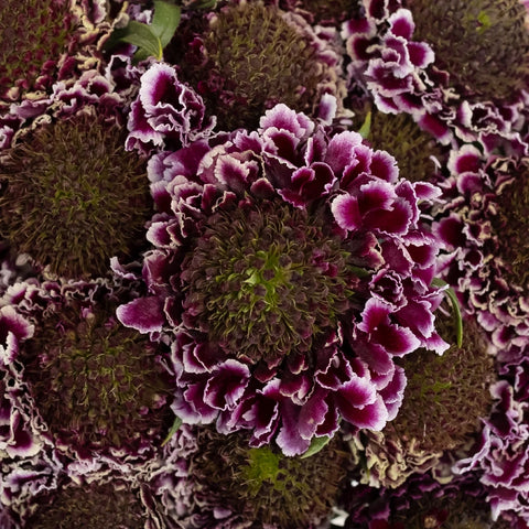 Frosted Amethyst Scabiosa Flower Close Up - Image