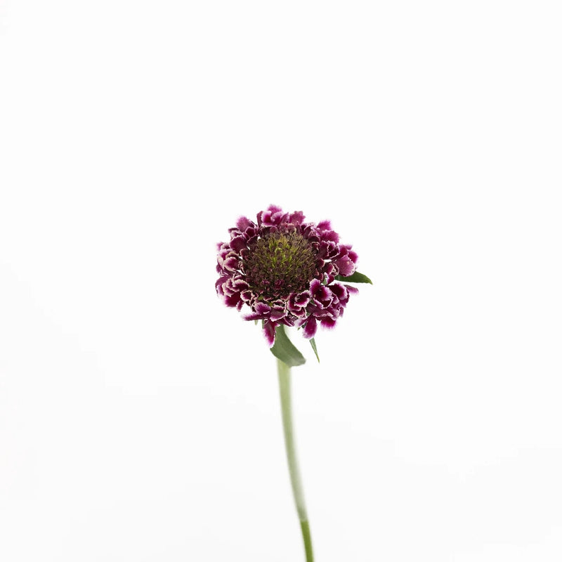 Frosted Amethyst Scabiosa Flower Stem - Image