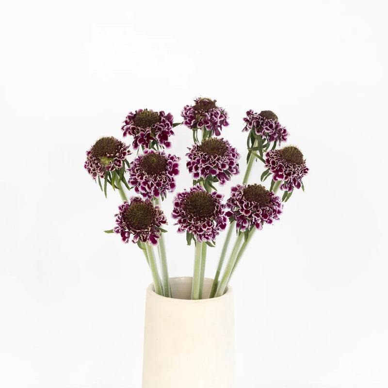 Frosted Amethyst Scabiosa Flower Vase - Image