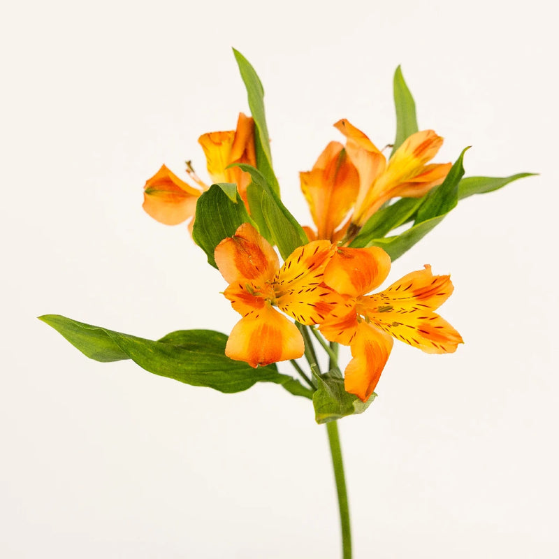 Fruit Punch Alstroemeria Flowers Apron - Image