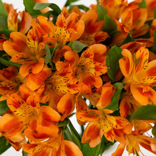 Fruit Punch Alstroemeria Flowers Close Up - Image