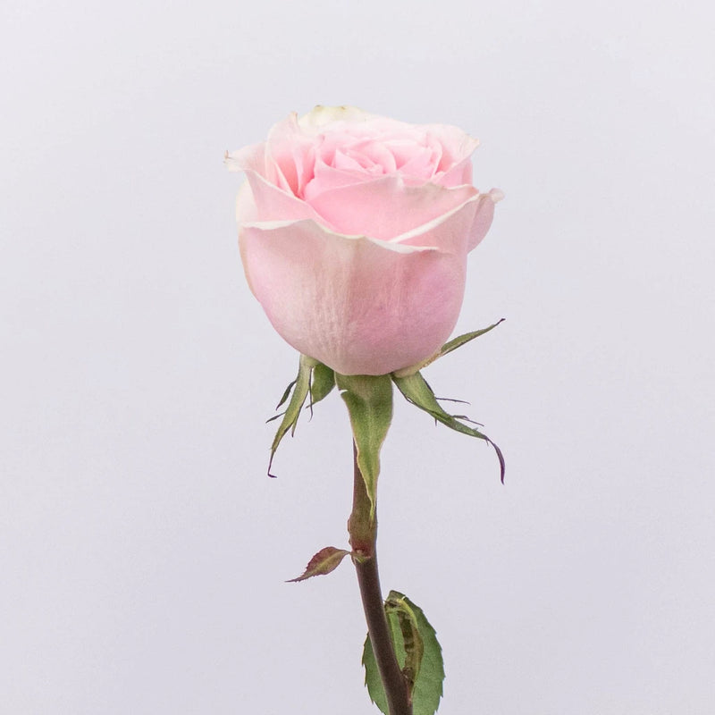 Frutteto Light Pink Rose Stem