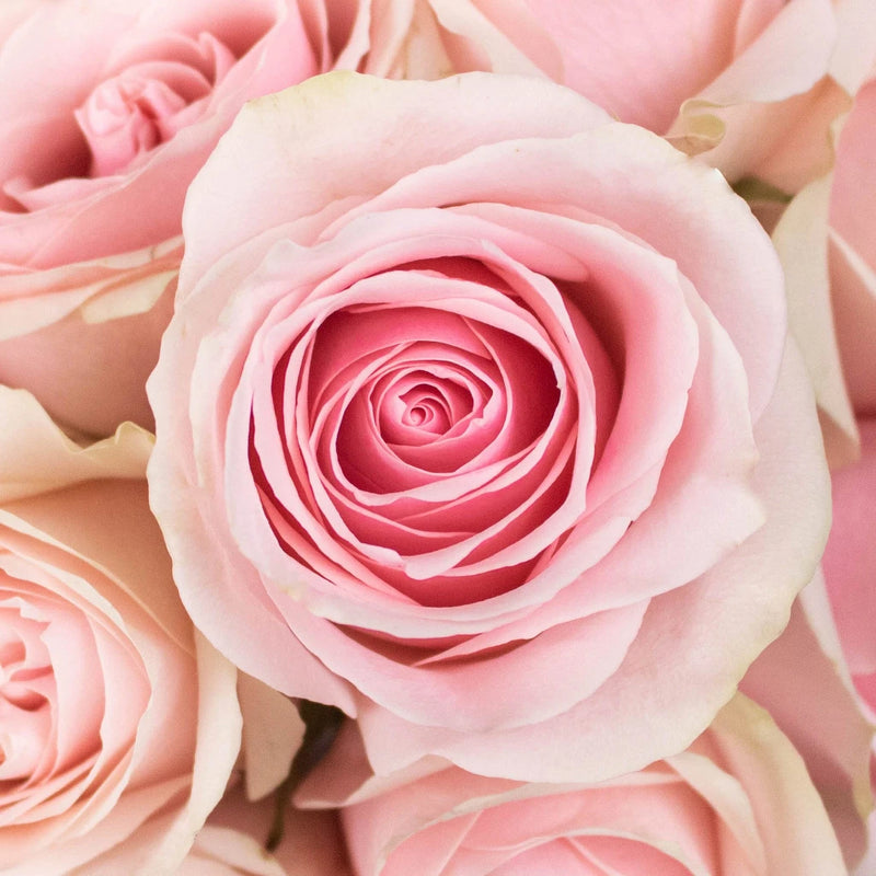Buy Wholesale Pink Vintage Twirl Rose in Bulk - FiftyFlowers
