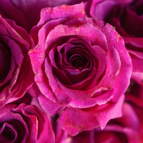 Fuchsia Mamy Blue Garden Rose Close Up - Image