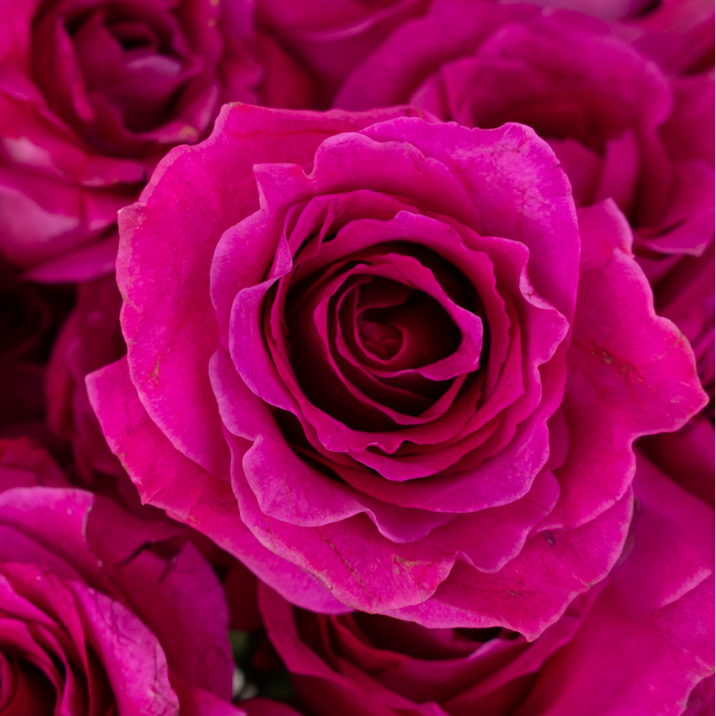 Fuchsia Mamy Garden Rose Close Up - Image