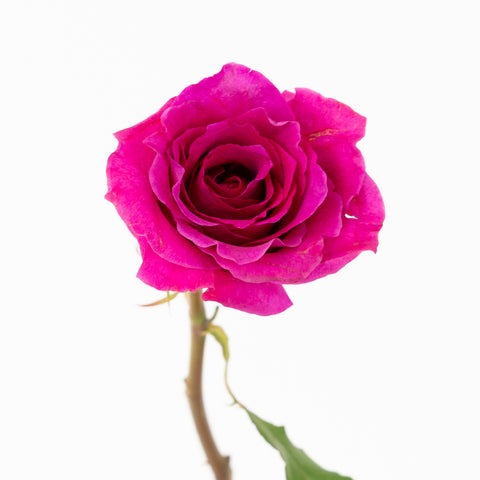 Fuchsia Mamy Garden Rose Stem - Image