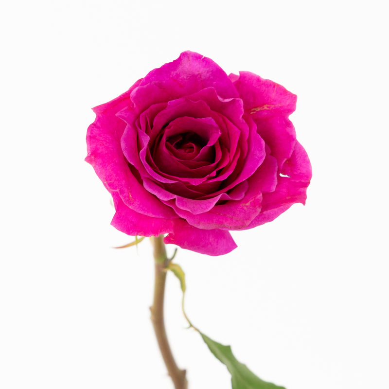 Fuchsia Mamy Garden Rose Stem - Image