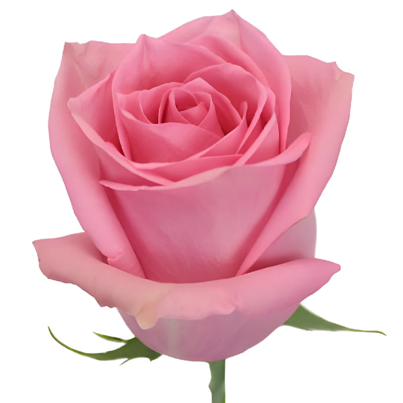 Marry Me Pink Rose