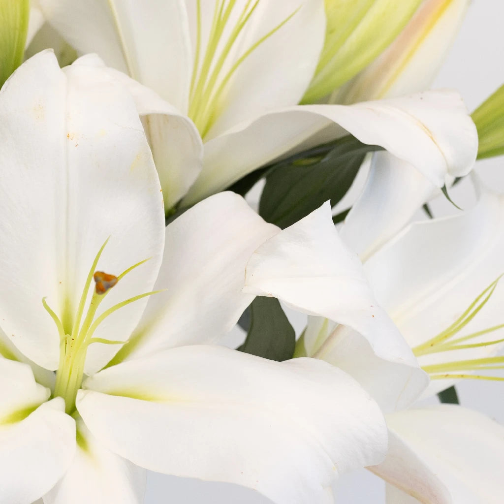 Buy Wholesale White Gandhara Oriental Lily in Bulk - FiftyFlowers