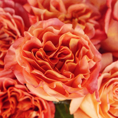 Garden Rose Apricot Blend Close Up - Image
