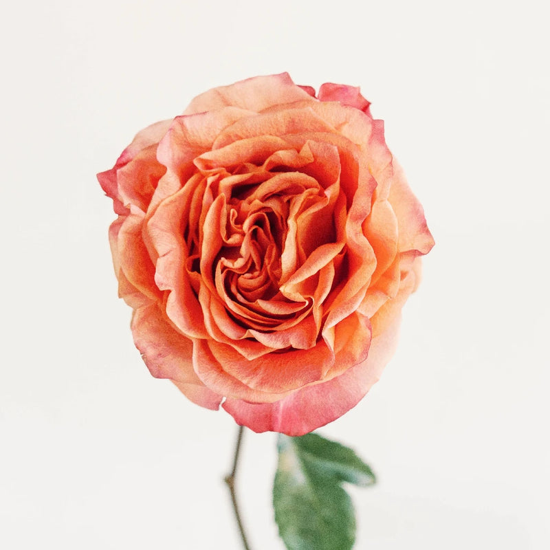 Garden Rose Apricot Blend Stem - Image