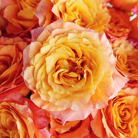 Garden Rose Orange Sherbet Close Up - Image