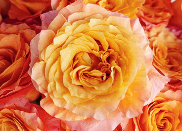 Garden Rose Orange Sherbet Close Up - Image