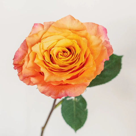 Garden Rose Orange Sherbet Stem - Image