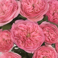 Garden Rose Pink Flower Maria Theresia Close Up - Image