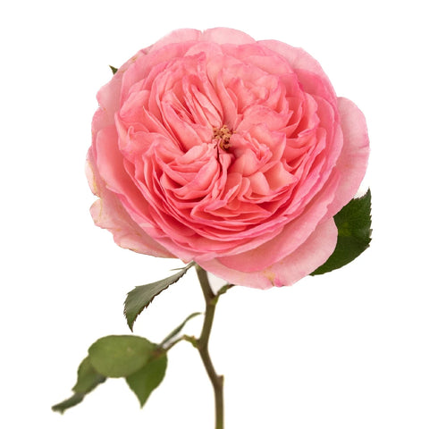 Garden Rose Pink Flower Maria Theresia Stem - Image