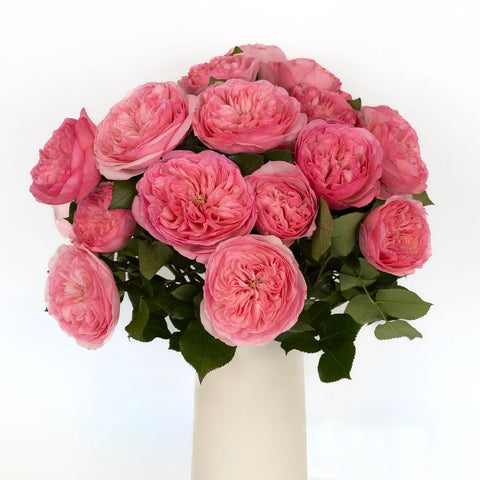 Garden Rose Pink Flower Maria Theresia Vase - Image