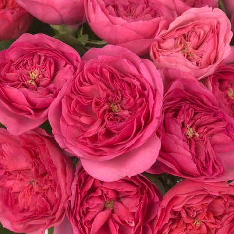 Garden Rose Princess Pink Close Up - Image