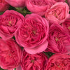 Garden Rose Princess Pink
