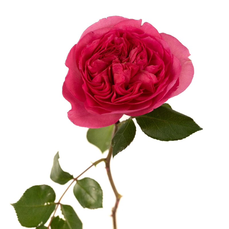 Garden Rose Princess Pink Stem - Image