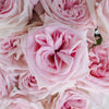 Garden Rose Soft Pink Ohara