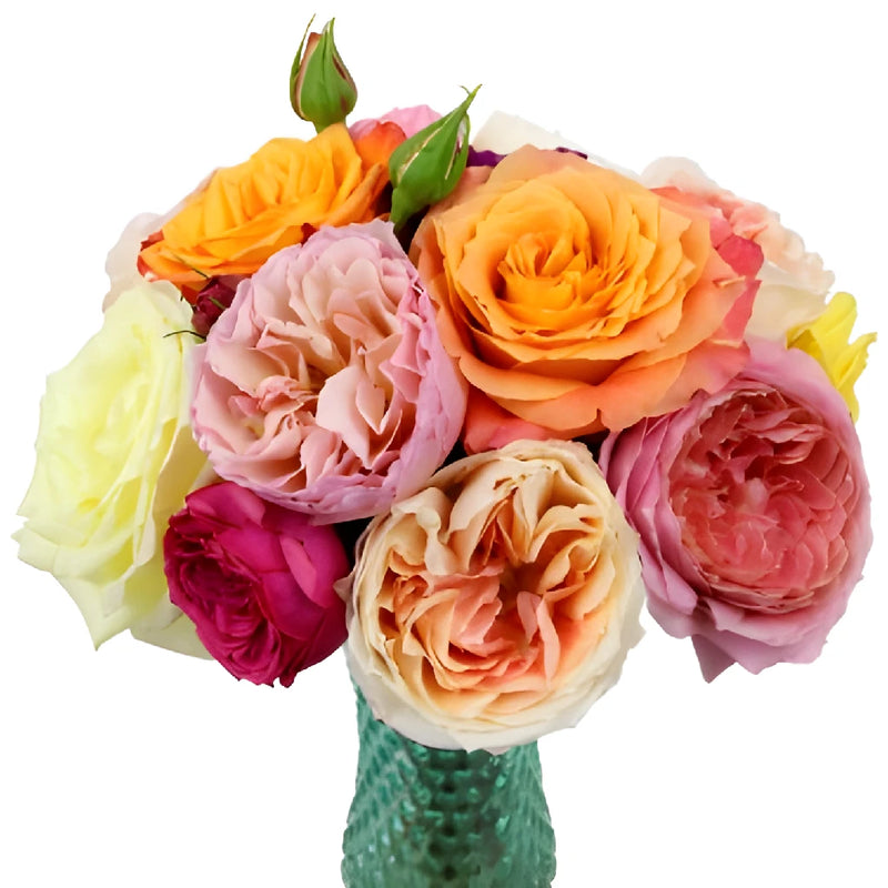 Assorted Colors Wholesale Garden Roses for Mothers Day