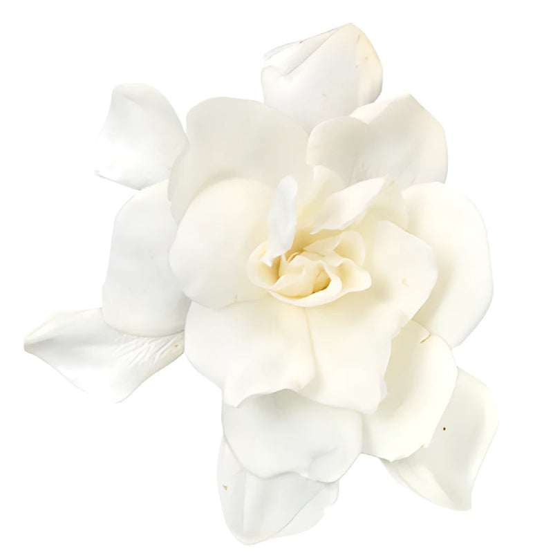 Fresh Gardenia Wedding Flower