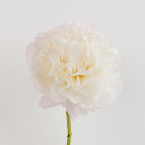 Gardenia Blush Peonies Stem - Image