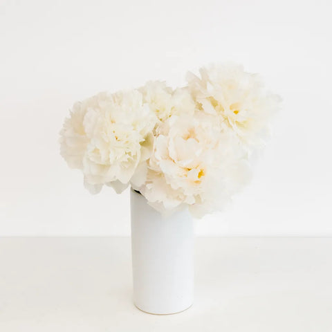 Gardenia Blush Peonies Stem - Image