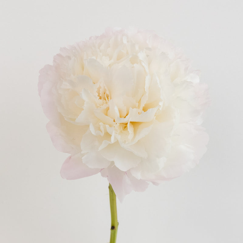 Gardenia Blush Peonies For Mothers Day Stem - Image